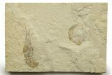 Two Cretaceous Fossil Shrimp - Lebanon #376620-1